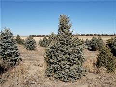 Colorado Blue Spruce Trees 