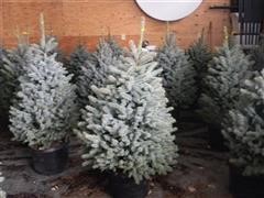 4-5' Blue Spruce Trees 