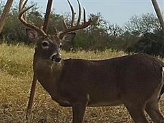 2 Day South Texas Buck Hunt 