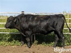 (20) Bar R H102 Fullblood Black Wagyu Semen (BID PER UNIT) 