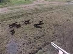 TEXAS HELICOPTER HOG HUNT 