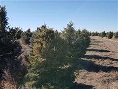 Colorado Blue Spruce Trees 