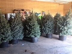 6-7' Blue Spruce Trees 