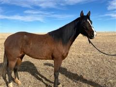 Apr 02, 2024 - Ranch Horse Auction 