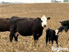 65) Blk-Red & Baldy SS-BM Pairs (BID PER PAIR) 