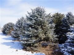 12' Min Colorado Spruce Trees 