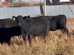 10) Black Angus 5-8 YO SM Bred Cows (BID PER HEAD) 