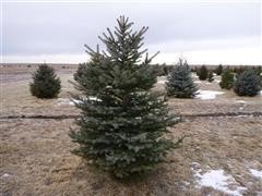 Colorado Blue Spruce 6' Tall Trees 