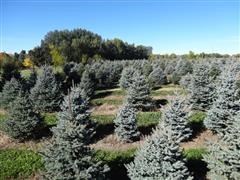 Colorado Spruce Trees Blue And Green 