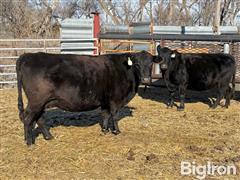 Feb 18, 2025 - NE Sim-Angus Bull Sale - Flat Iron Red Angus / Breeding Stock Auction 