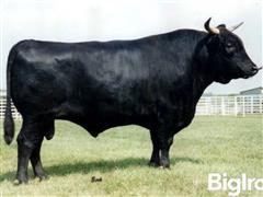 10) MR ITOMICHI 1/2 5725 Wagyu Semen (BID PER UNIT) 