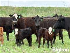 10) Blk-Blk Baldy SS-BM Pairs (BID PER PAIR) 