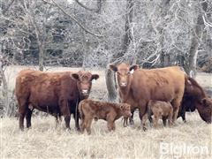 Mar 18, 2025 - Charolais - Red Angus - Hereford Bull Sales / Breeding Stock Auction