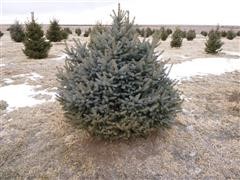 Colorado Blue Spruce 5' Tall Trees 