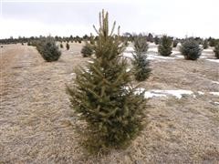 Colorado Blue Spruce 5' Tall Trees 
