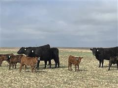 5) Blk Angus 1st Calf Heifer Pairs (BID PER PAIR) BigIron Auctions