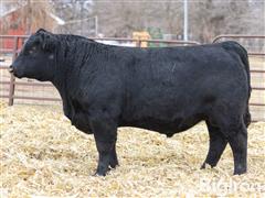 Feb 25, 2025 - Red Barn Genetics Bull Sale / Breeding Stock Auction 