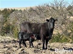 Apr 29, 2025 - Angus / Charolais Bull - Back to Grass Pair Sale