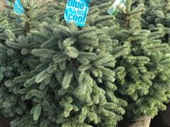 2' Baby Blue Spruce Trees 