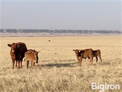 55) 550 Lbs Red Angus 50% - Akaushi 50% Steers (BID PER LBS) 