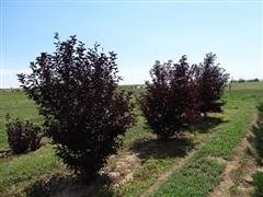 8-12' Canada Red Chokecherry 