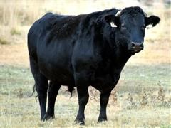 Wagyu Bull Semen - BAR V 618D ET (BID PER UNIT) 