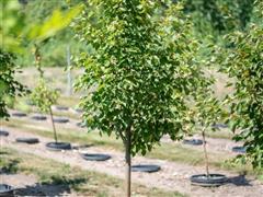 6’ Shamrock Linden Tree 