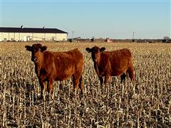 10) Red Angus Bred Heifers (AI Bred For 1 Day)(BID PER HEAD) 