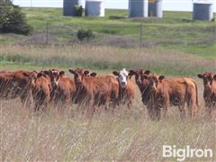 Jun 16, 2024 - Pharo Influence Breeding Stock Auction