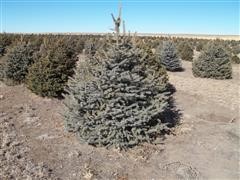 6 Colorado Blue Spruce 
