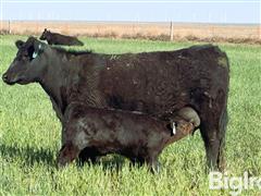 31) Angus 2YO Heifer Pairs (BID PER PAIR) 