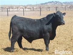 LOT 30) TOTAL VALUE T579 Angus Bull ID#450 