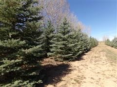 3 Colorado Spruce Trees, 10'-14' Tall 