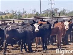 20) 440 Lbs Blk Angus - Baldy Heifers (BID PER LBS) 