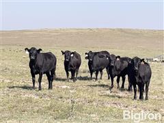 210) 810 Lbs Blk Angus - Baldy Yearling Spayed Heifers (BID PER LBS) 