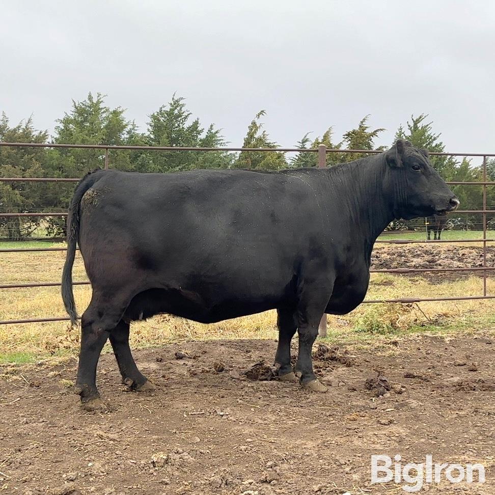 2) 8 & 10 YO Purebred Angus Bred Cows (BID PER HEAD) BigIron Auctions