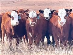 12) Red Angus Brockle-Baldy Replacement Heifers (BID PER HEAD) 