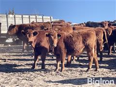 90) 98% Red Angus 2% Blk/Rd Baldie Steers (BID PER LBS) 