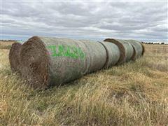 Wheat Hay 