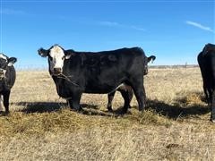 Blk-Baldy Coming 5 YO Bred Cows (BID PER HEAD) 