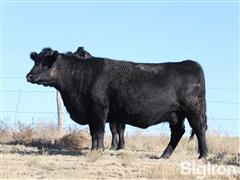 8) Reg. Angus Comin' 3YO Bred Cows (BID PER HEAD) 