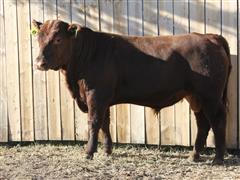 LTH 084K Red Angus Bull 