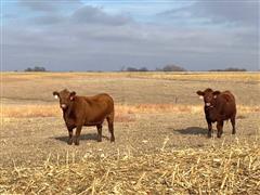 5) 4 YO Purebred Red Angus Bred Cows (BID PER HEAD) 