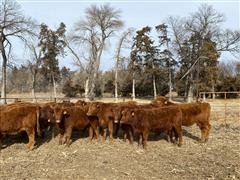 items/030dc7b42f85ec11b8210003fff90f6a/redangusopenheifers_12e46f38e7af4145b5dc68b57ce267c2.jpg