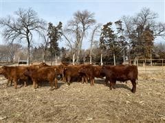 items/030dc7b42f85ec11b8210003fff90f6a/redangusopenheifers_510efa7b7dd841d6a3188e0bad9dcc75.jpg