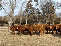 items/030dc7b42f85ec11b8210003fff90f6a/redangusopenheifers_82fb198aa64a4c14ac9ada0bc8da4849.jpg