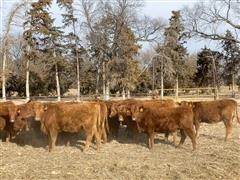 Red Angus Open Heifers (BID PER HEAD) 