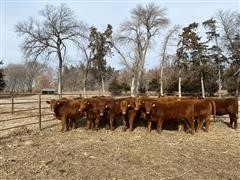 items/030dc7b42f85ec11b8210003fff90f6a/redangusopenheifers_f0f58f5f138a4dc3b8fe5b670a695799.jpg