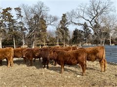 items/030dc7b42f85ec11b8210003fff90f6a/redangusopenheifers_fd06a772d9284c21b85e1a66d0085387.jpg