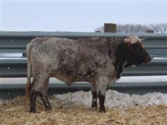 LH301 I'M JUSTIFY Longhorn 2 YO Bull 